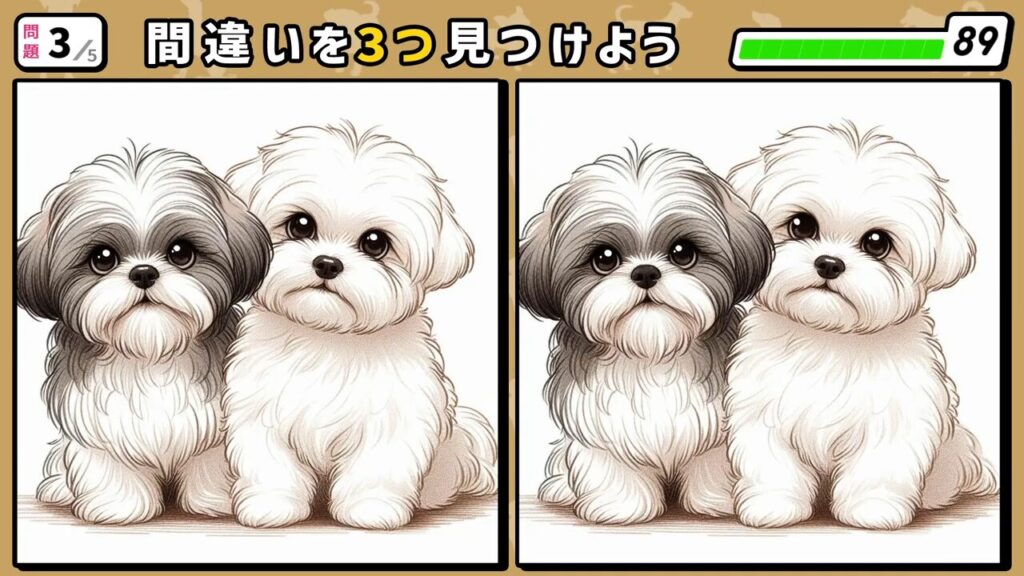 #244　問題3　間違い探し　キラキラした瞳でこちらをみている犬（シーズーとマルチーズ）